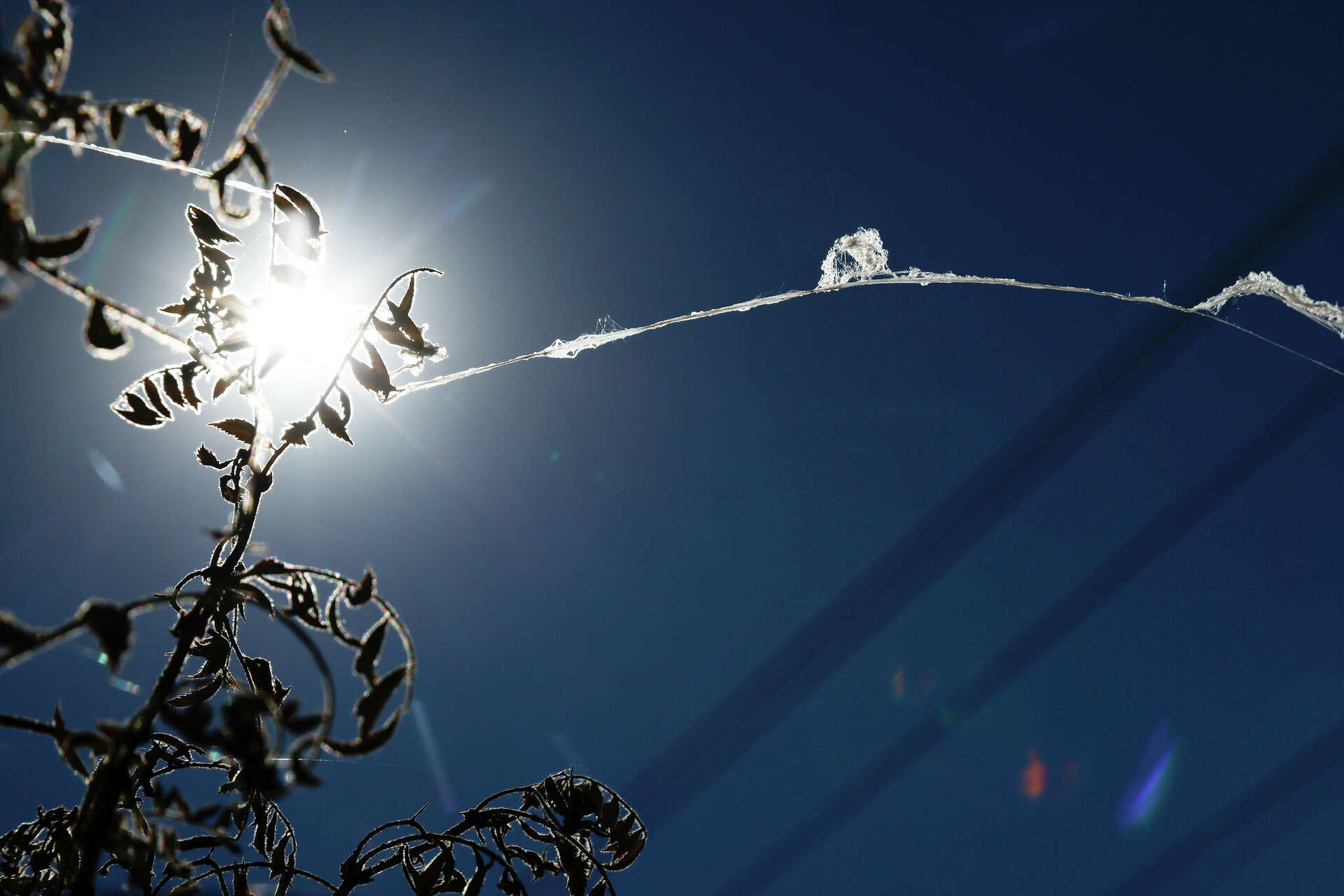 Spider Explodes When Falling Baby spiders are falling from the sky in white clumps