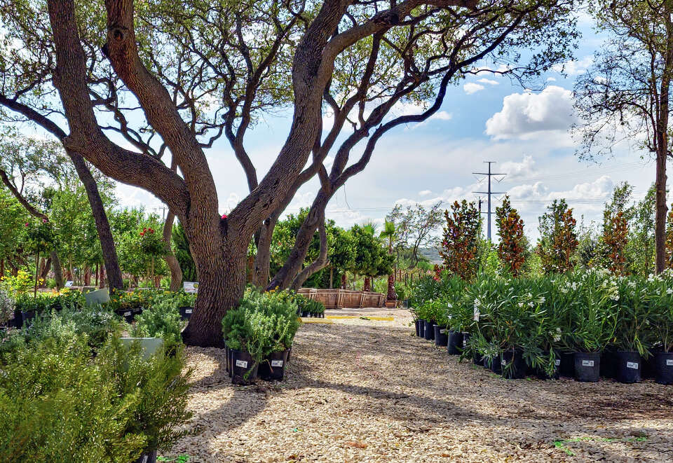 Moon Valley Nurseries opens first San Antonio location