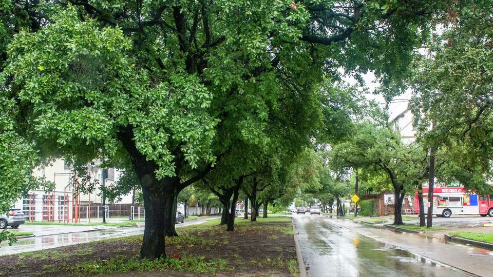 A view northbound along Montrose Blvd. Wednesday, Oct. 4, 2023, shows mature oak trees that may be removed along Montrose Blvd. between Allen Pkwy. and Clay St. as part of a project to improve roadway mobility by reconstructing roads and medians as well as widening sidewalks to make them more pedestrian-friendly and to reduce flooding threats.