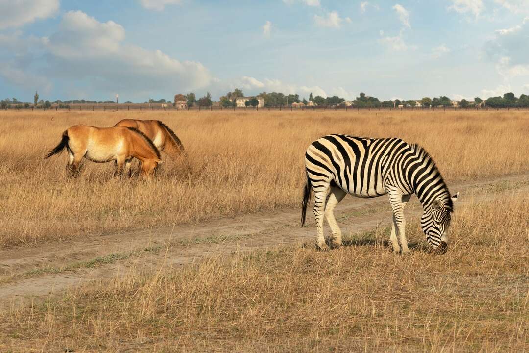 Yes, it's legal to own a zebra in Texas