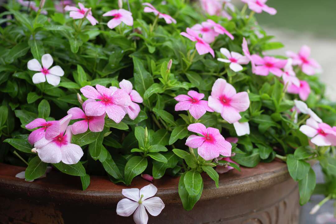 The Ultimate Guide to Vinca Plant Care in Winter