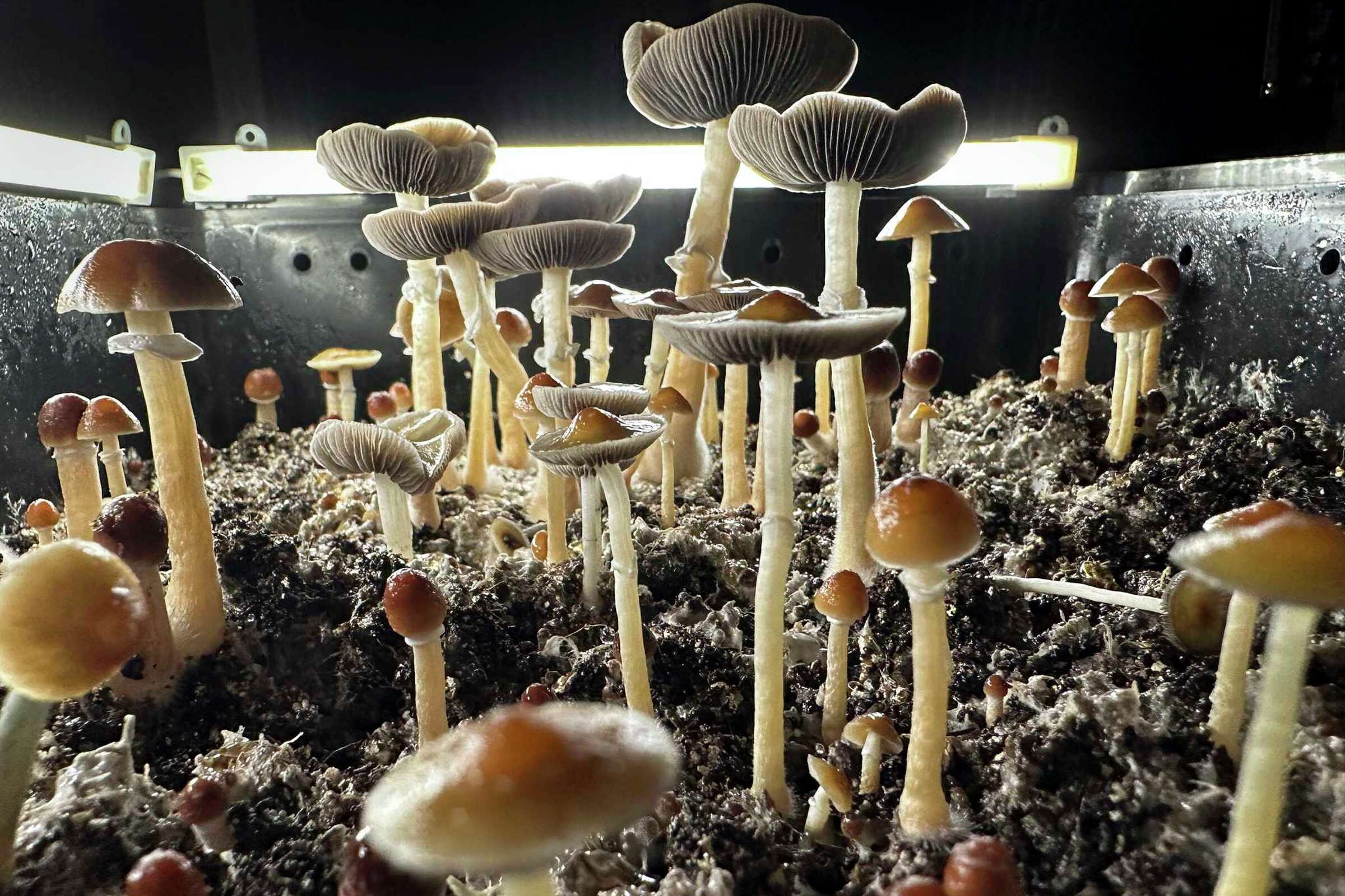 Newsom vetoes bill to decriminalize psychedelic mushrooms