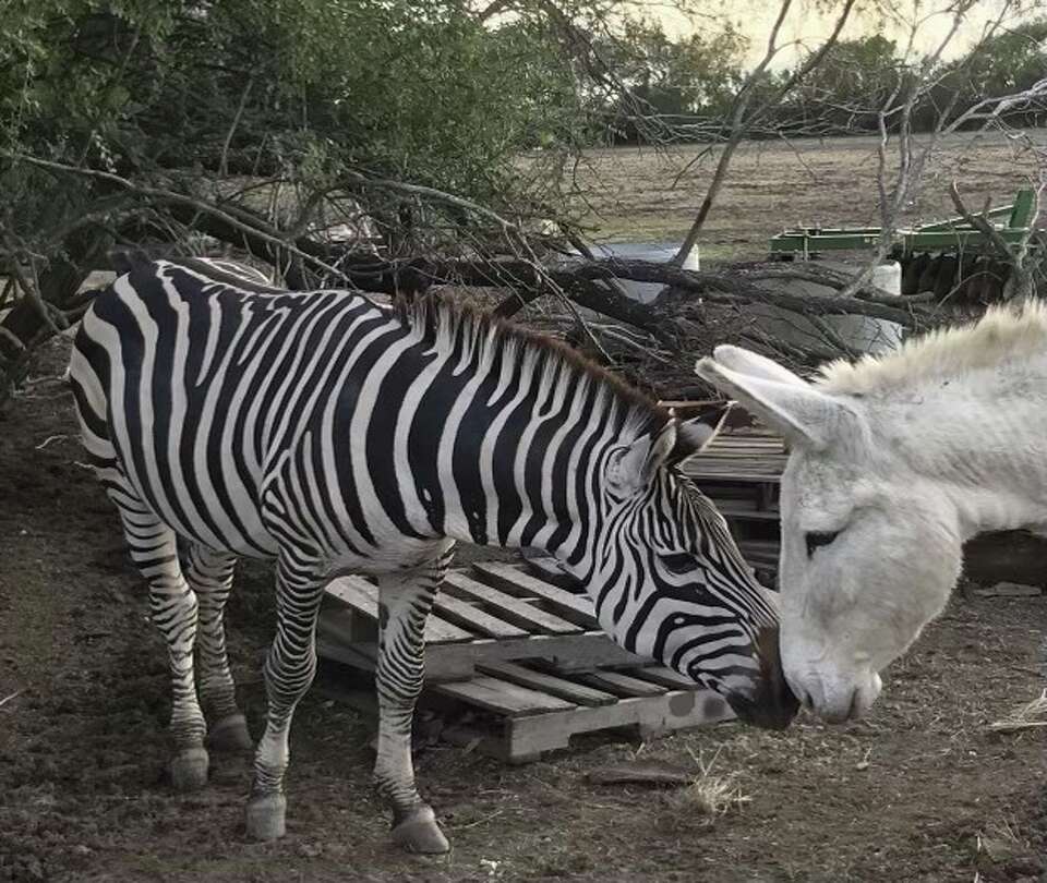 Viral TikTok shows zebras in Texas are legal, what to know