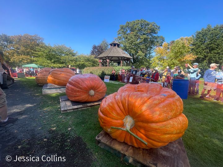 12th Giant Pumpkin Weigh-Off coming Sunday to Ridgefield