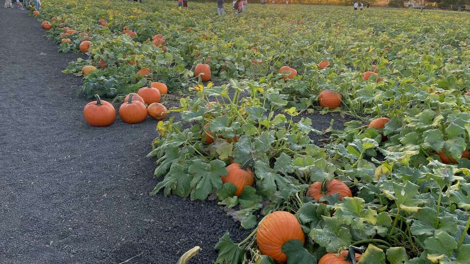 The Petaluma Pumpkin Patch hosts a large and elaborate maze set in a full-grown corn field, farm animals, hay bales to clamber on and more seasonal fun.