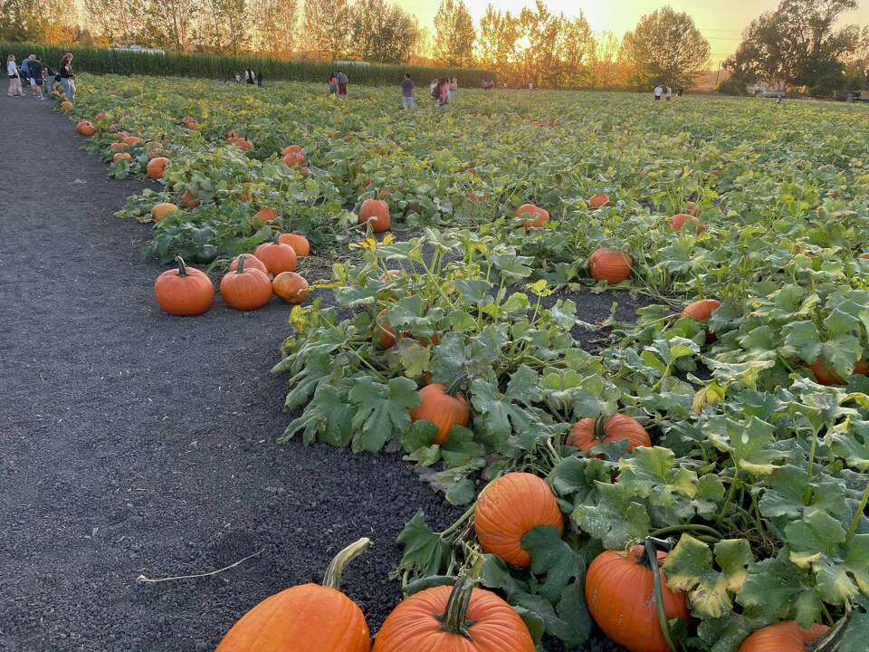 The best Bay Area pumpkin patches, hay rides, corn mazes and more