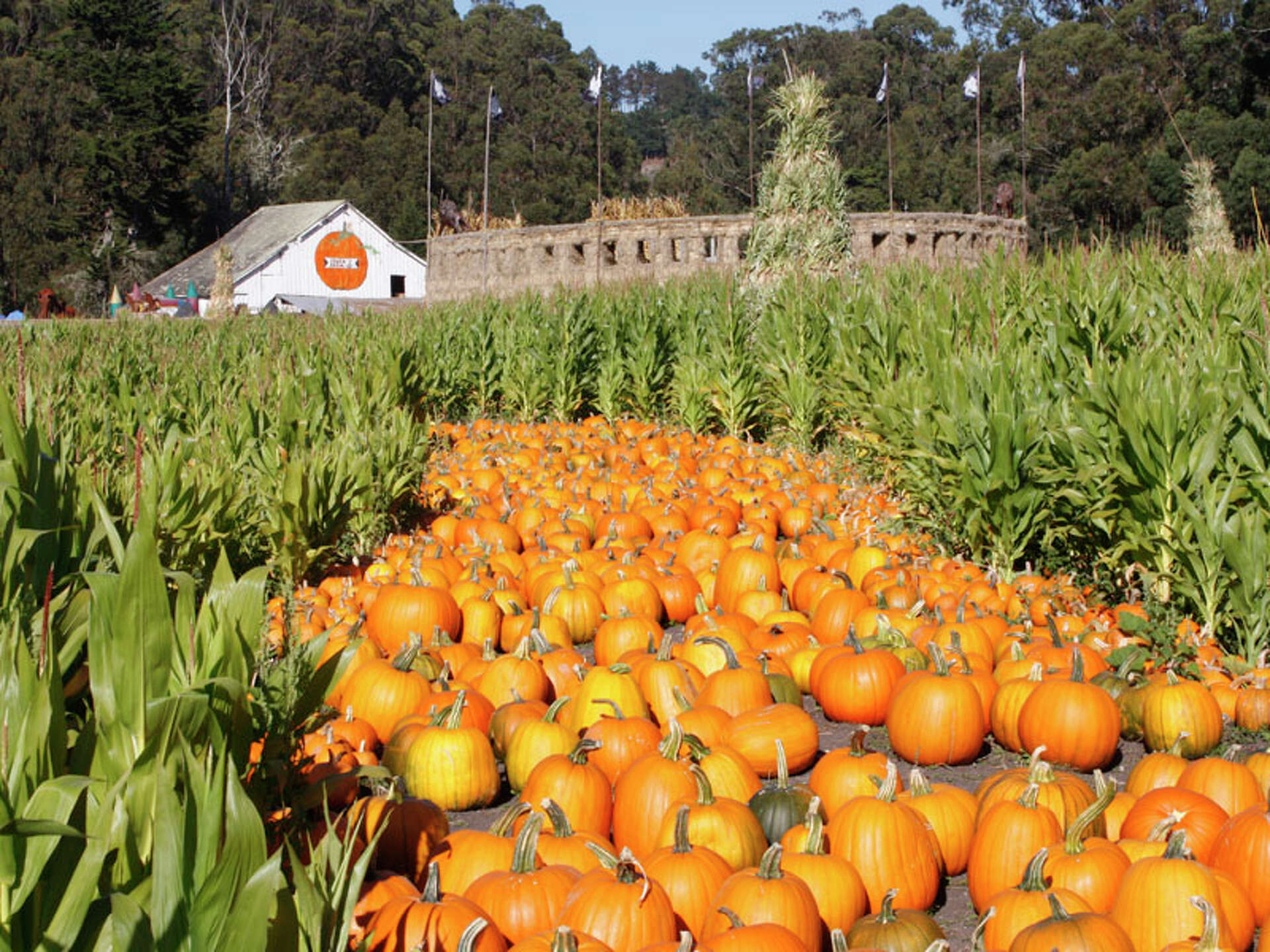 Best SF Bay Area pumpkin patches, corn mazes to celebrate Halloween