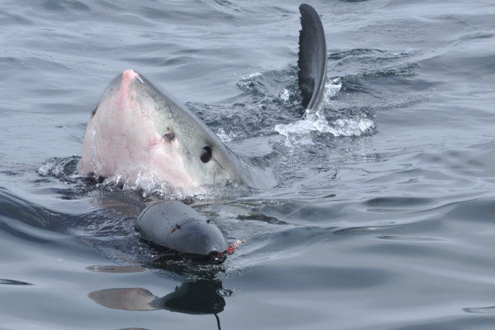 A Juvenile Great White Shark ATTACKS A Seal Decoy!