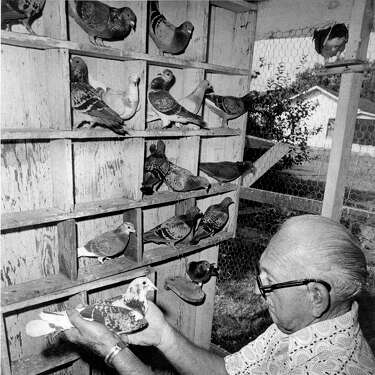 Bill Goodspeed, former Express-News photographer, holds one of of the homing pigeons used to send film in to be processed. (1976 file photo)