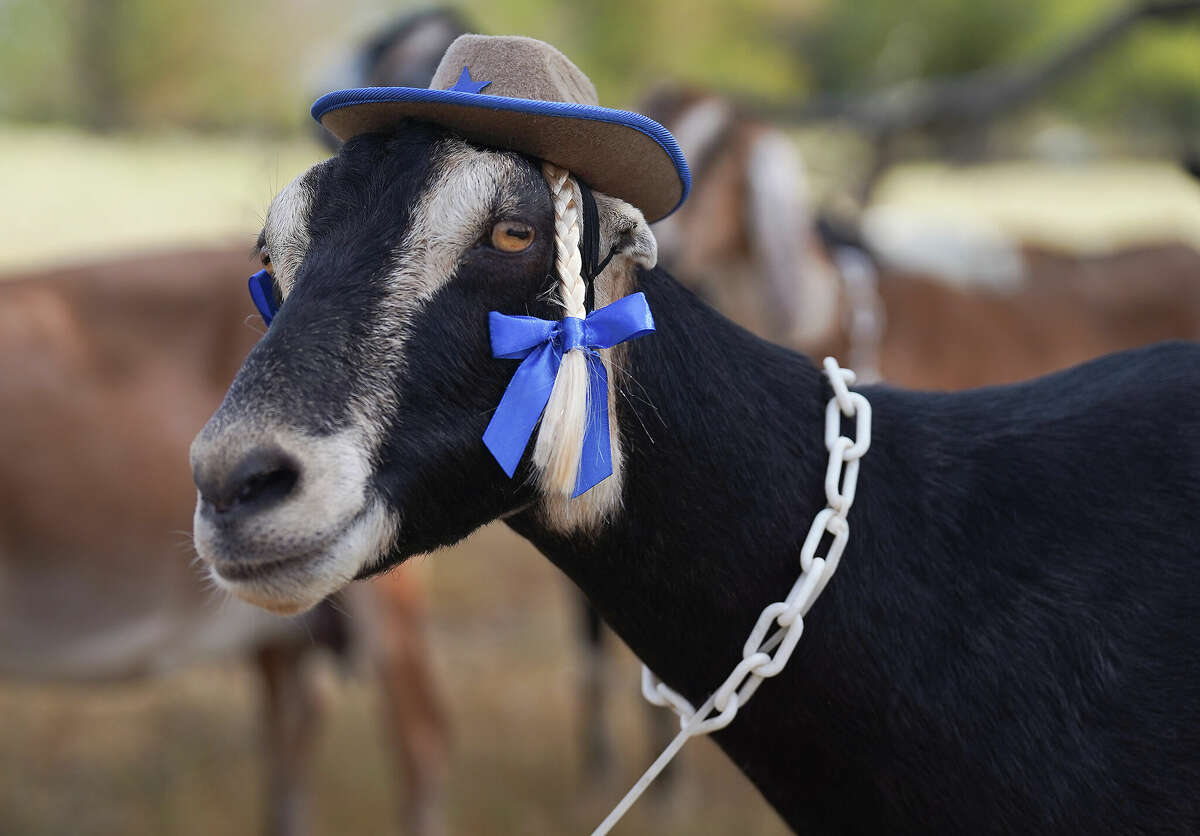 Yard Goats Opener Was One For The Fans