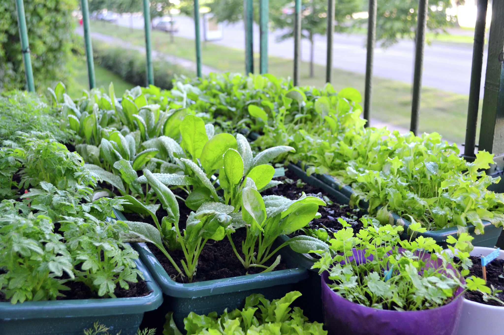 Growing Vegetables in Tubs