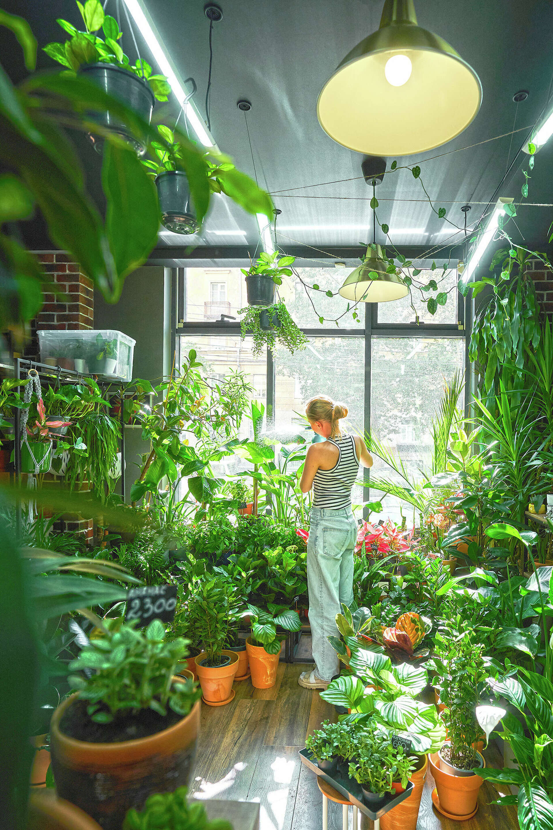 House plants can help improve indoor air quality
