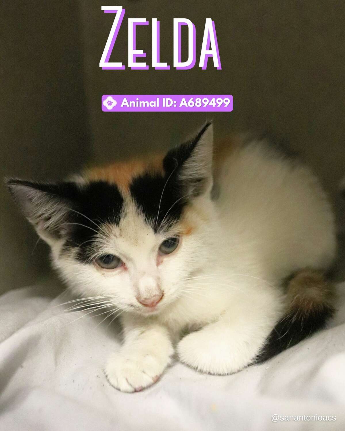 Animal Care Services rescued Zelda the kitten from a ledge under a highway overpass Sunday, Oct. 8, 2023.