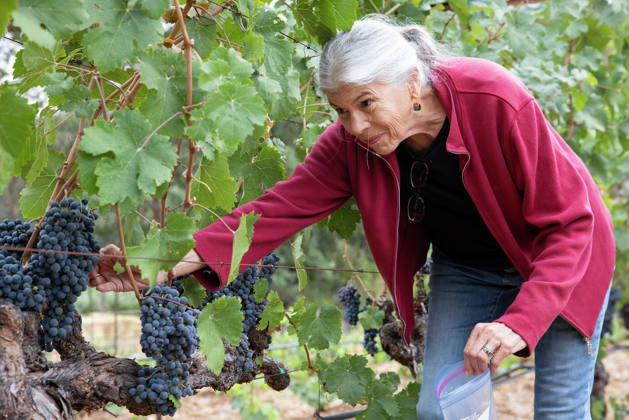 Sparkling wine pioneer creates boutique winery in Calistoga