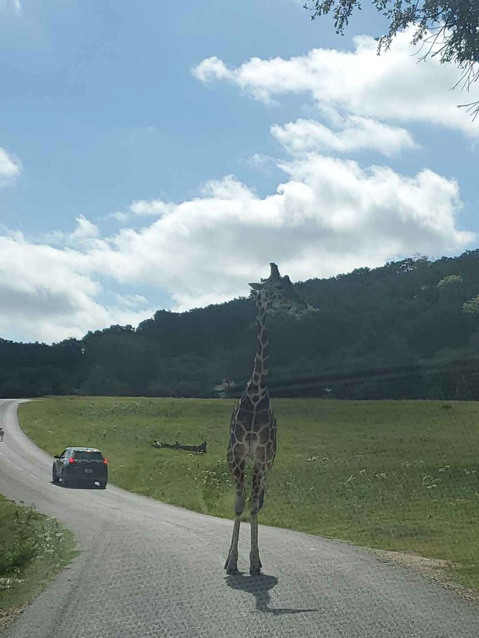 Clumsy giraffe falls on top of car at Texas drivethru safari