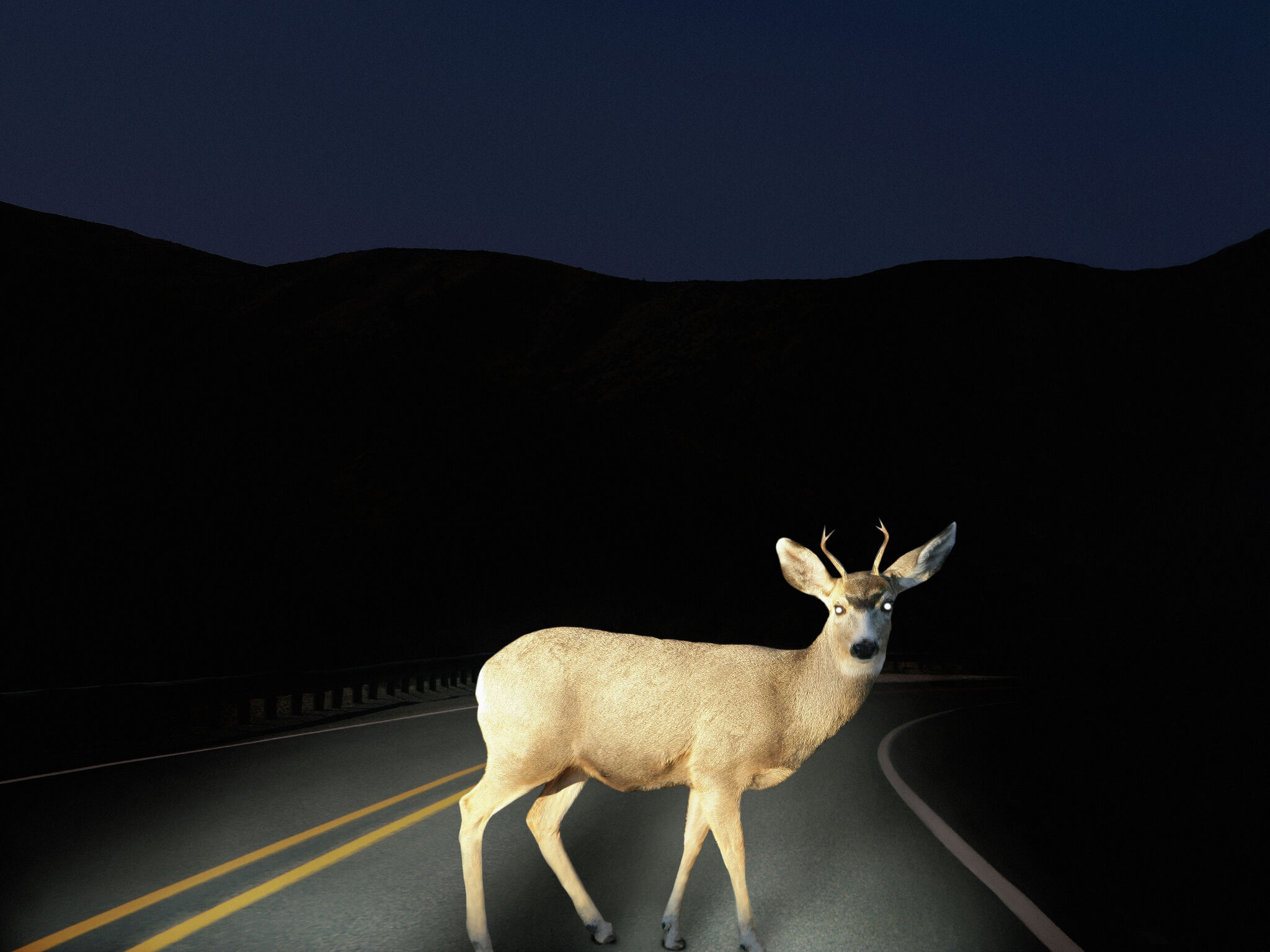 Олень фары. Олень в свете фар. Олень на дороге. Олень на дороге ночью. Животные ночью на дороге.