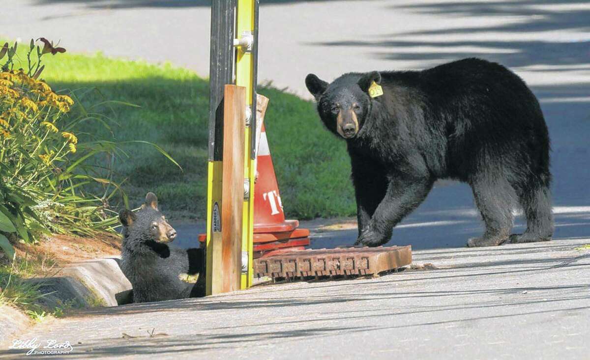 Friends of Animals  FoA to CT residents: Stop reporting black bear  sightings - Friends of Animals