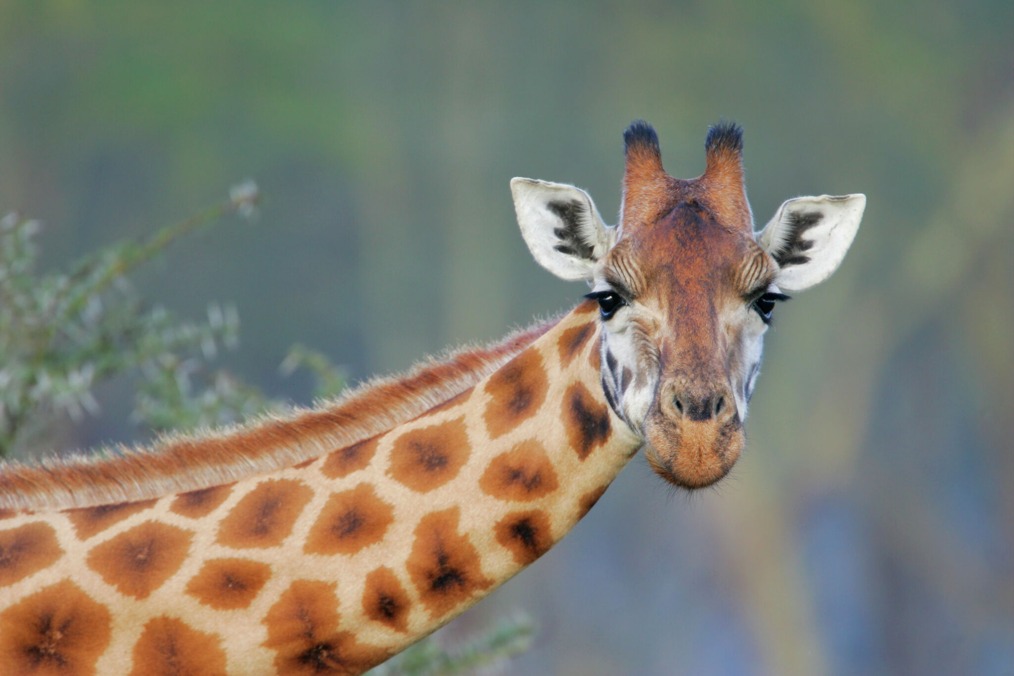 Giraffe falls onto car at Fossil Rim Wildlife Center