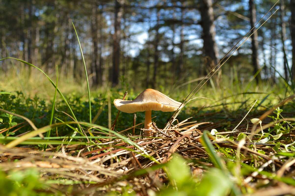 Death cap (Amanita phalloides) in grass.