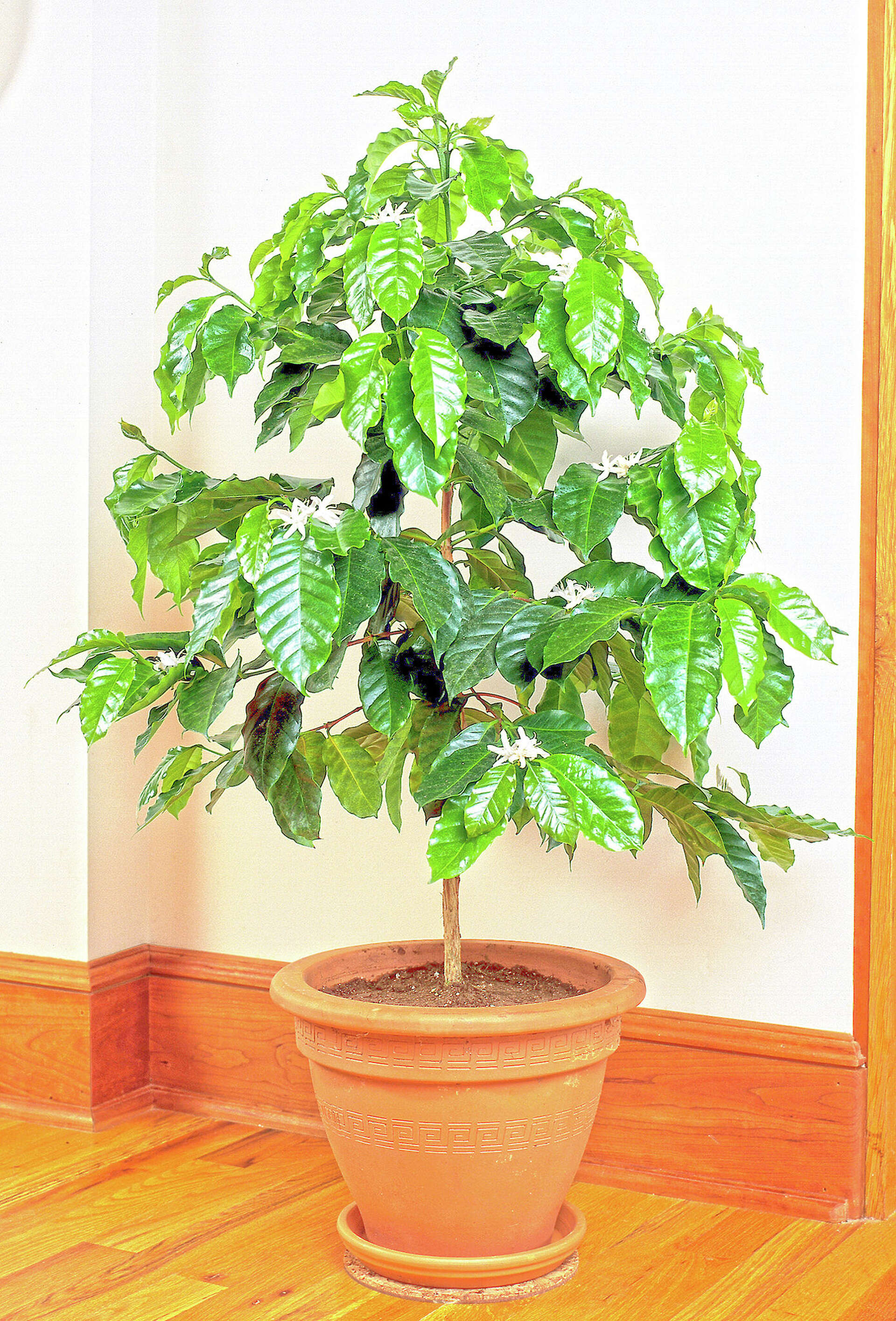 How to grow your cup of coffee, indoors