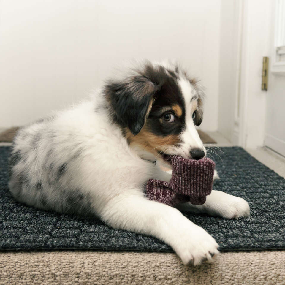 Here's what to do if your dog swallows socks