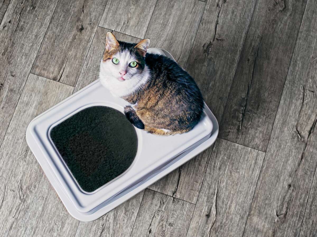If a cat isn't using a litter box, it could be in protest of its location within the house.