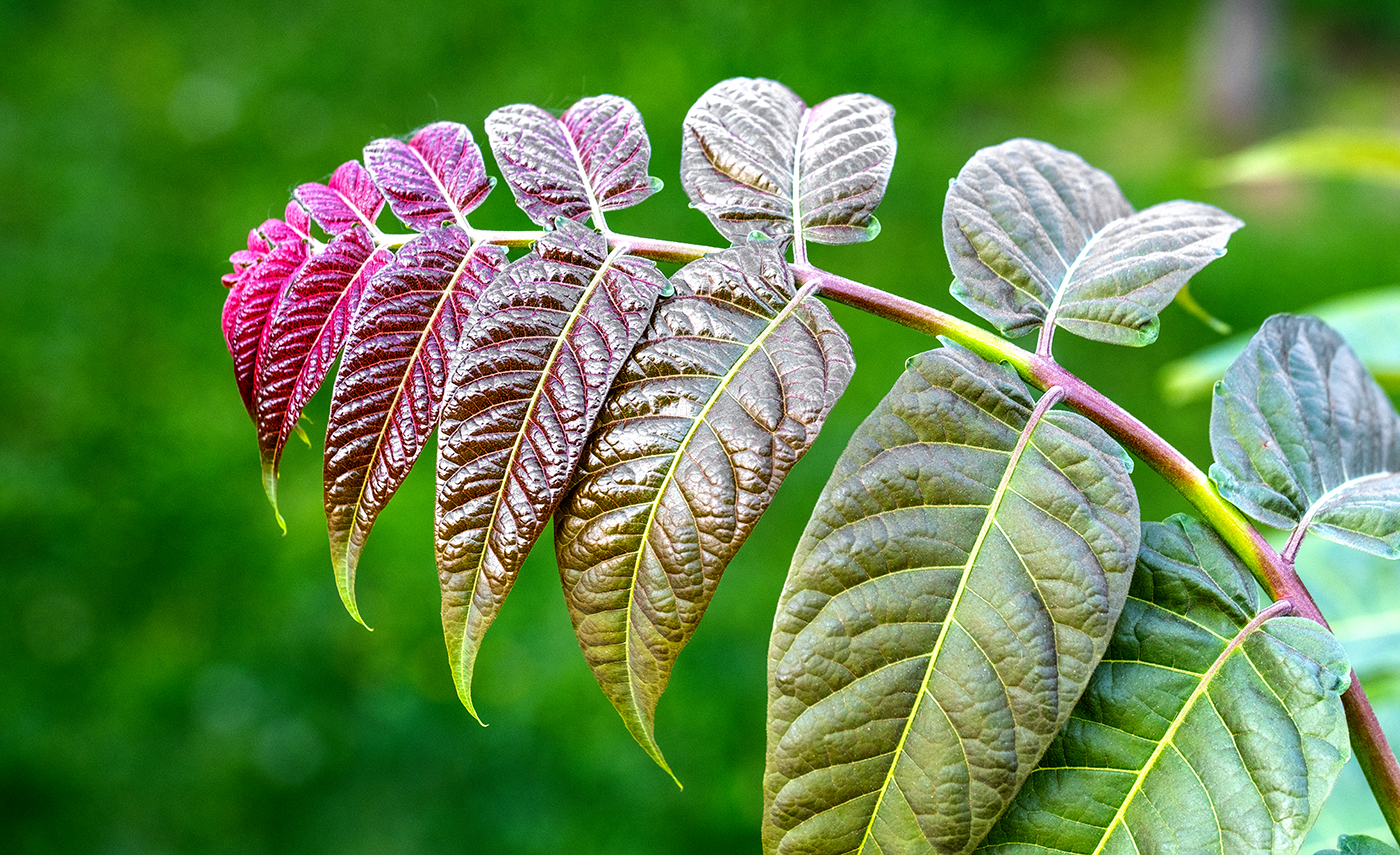 The beauty of Ailanthus altissima