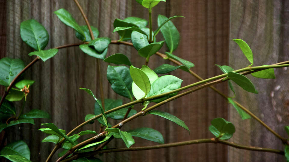 Arcing beautiful, graceful vines of a jasmine plant and growing on old wooden fence on overcast day wet from rain.