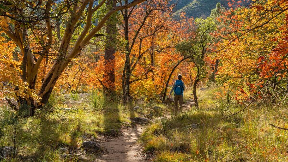 McKittrick Canyon Trail snakes through Guadalupe Mountains National Park, near the Texas-New Mexico border. The trail offers a fall-themed escape from the barren West Texas desert.