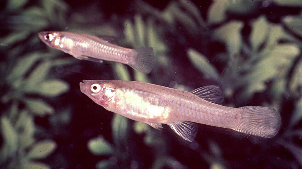 Two San Marcos gambusia, now presumed extinct, swim in their Texas habitat in this photo archived by the Texas Parks and Wildlife Department.