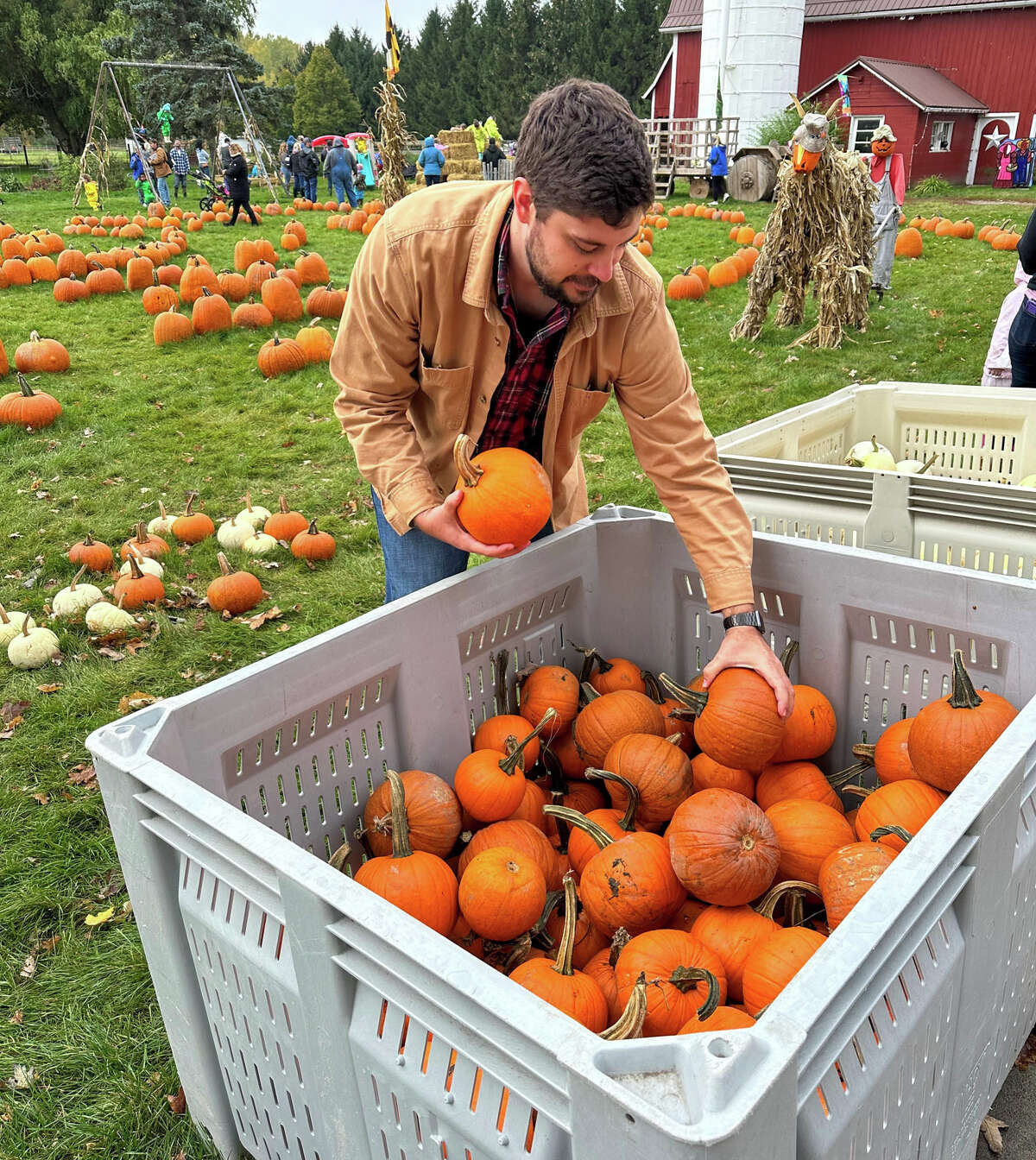 On the job Max Milne picks pumpkins at Maxwell’s Pumpkin Farm
