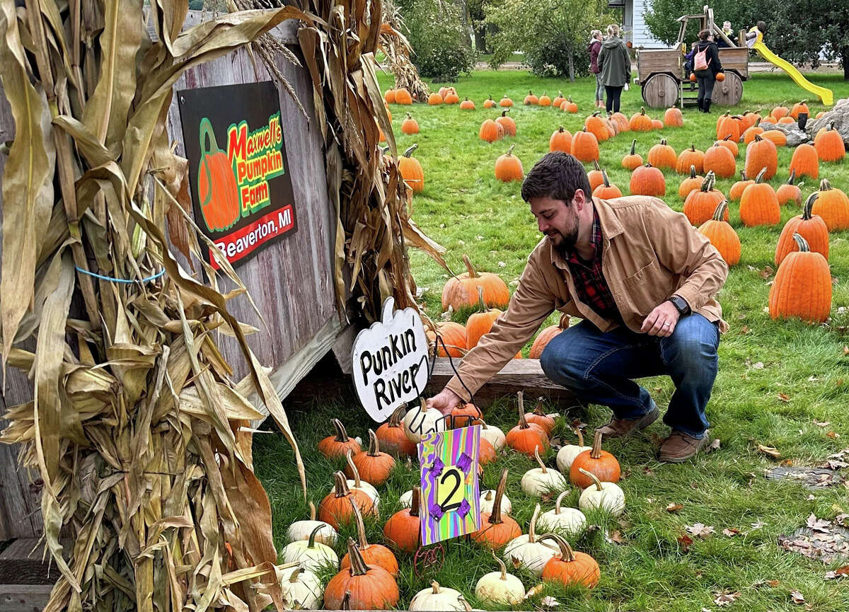 On the job Max Milne picks pumpkins at Maxwell’s Pumpkin Farm