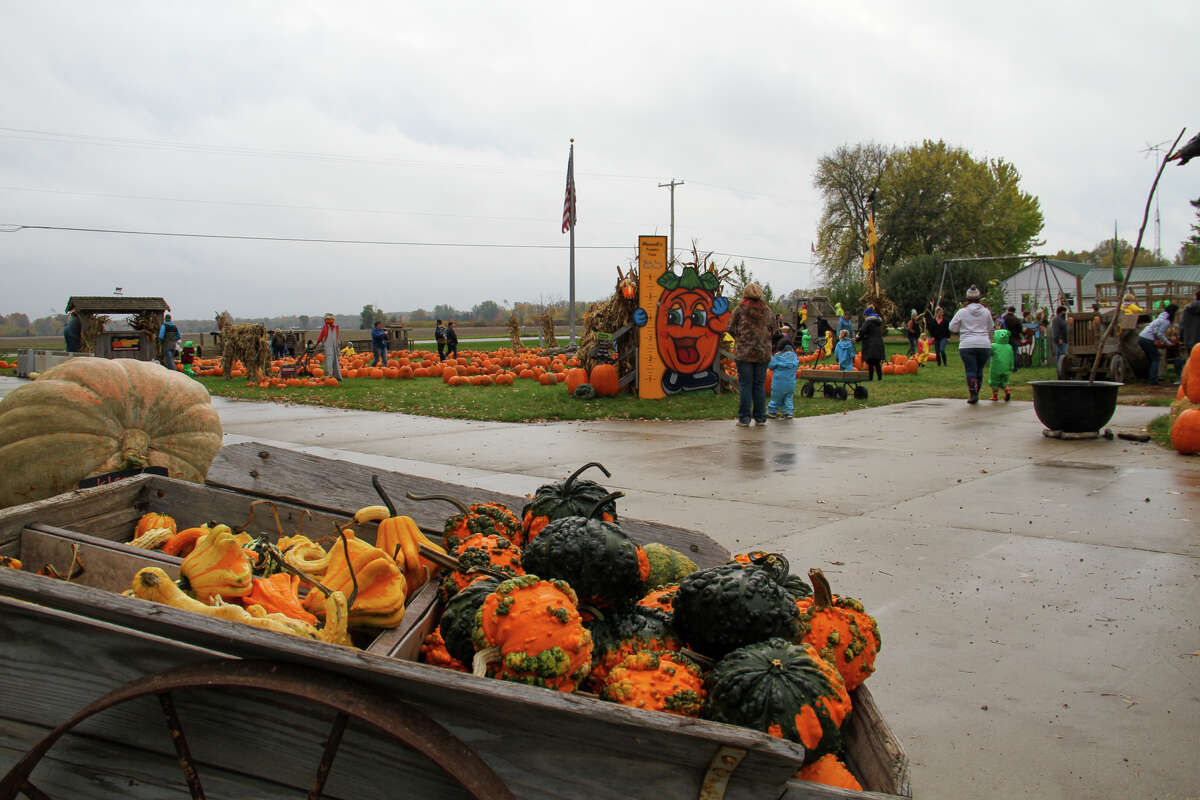 On the job Max Milne picks pumpkins at Maxwell’s Pumpkin Farm