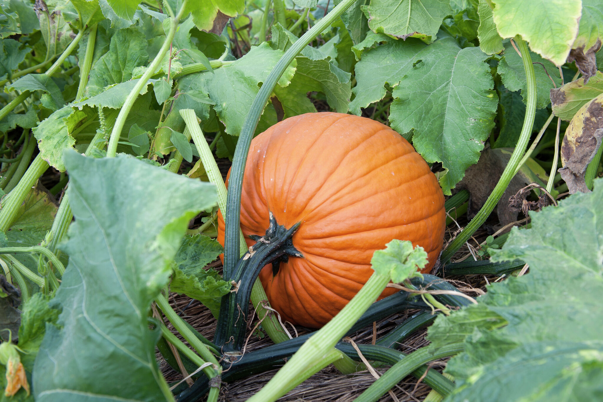 Does Frost Kill Pumpkins? (& How to Protect Them From the Cold)