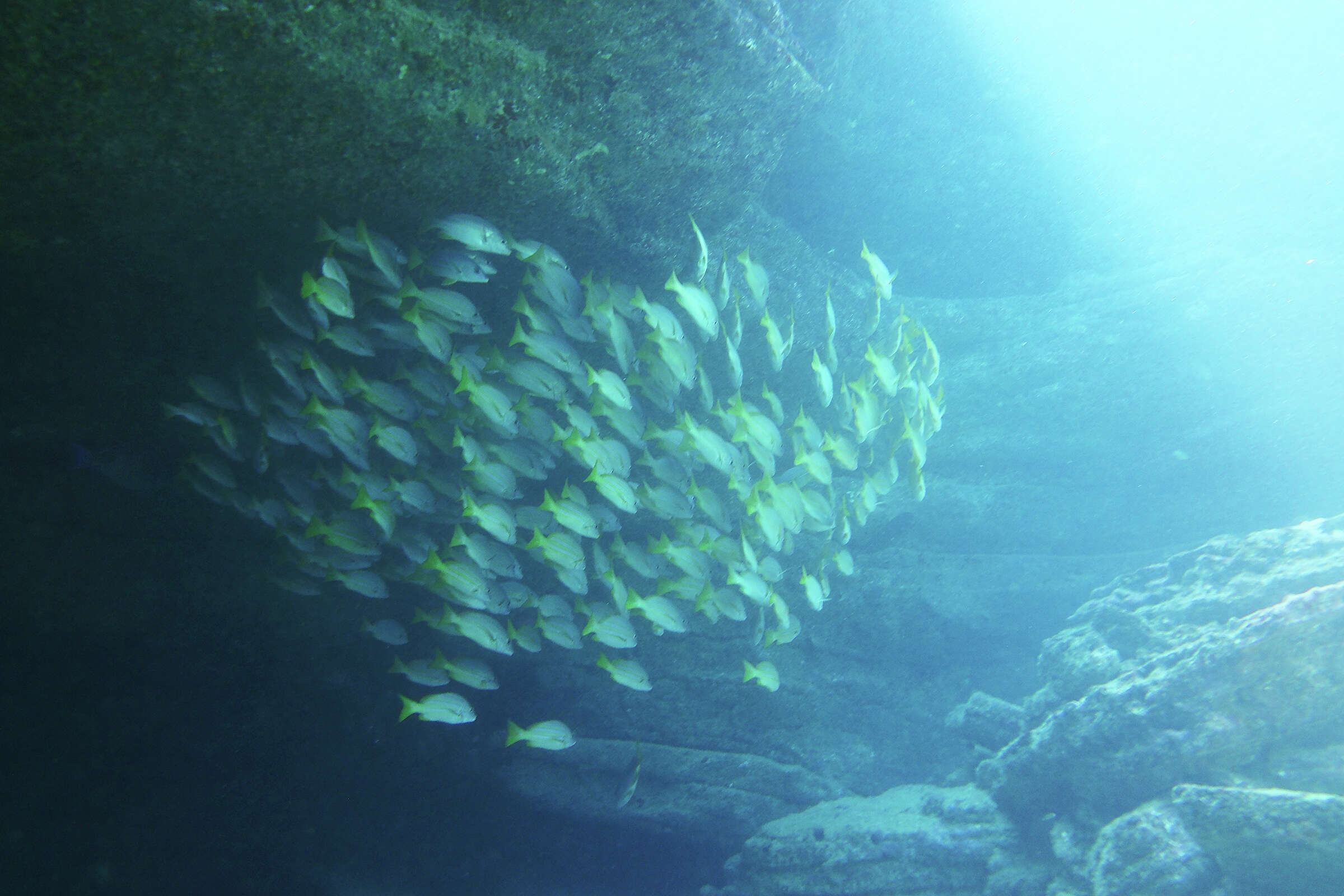 Niihau is Hawaii's most enigmatic island. I went there on a dive trip.