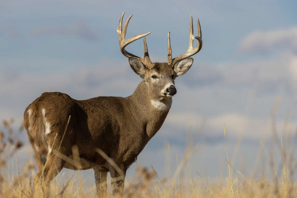 Michigan Deer Harvest Report Significant increase in two weeks
