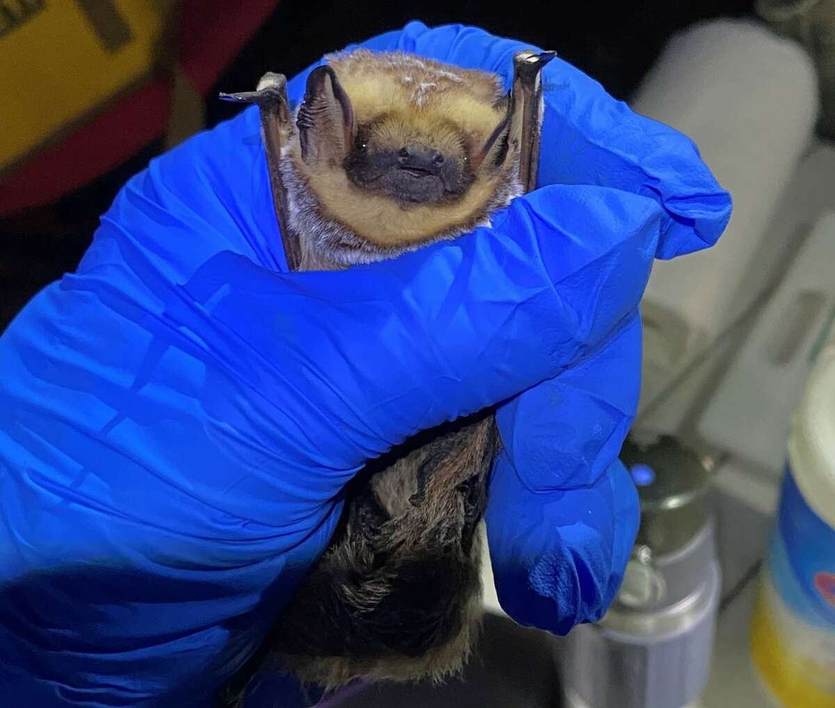 Bats more prevalent across region