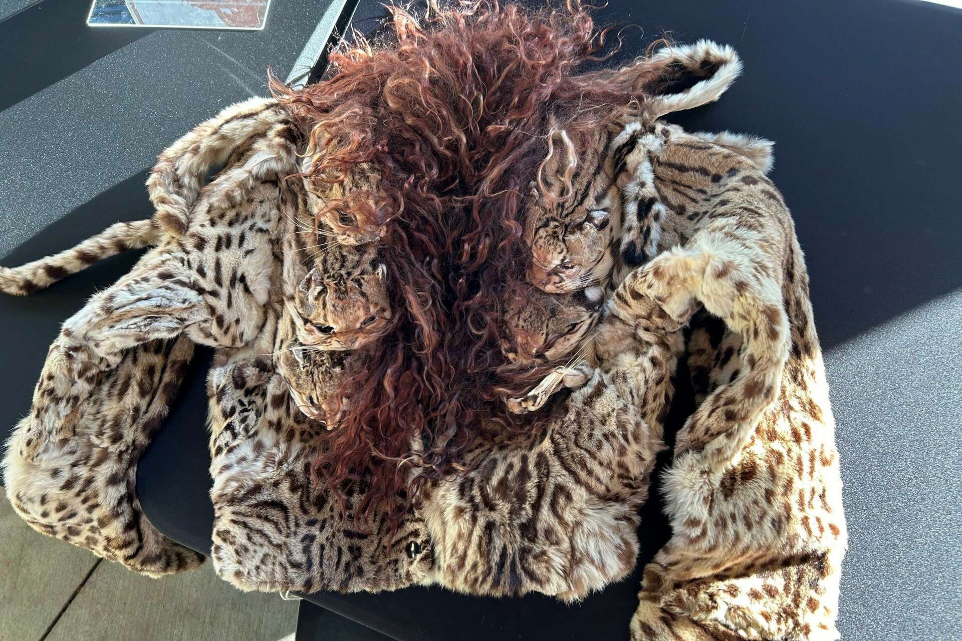 So sad': Texas zoo seizes coat made from endangered ocelots