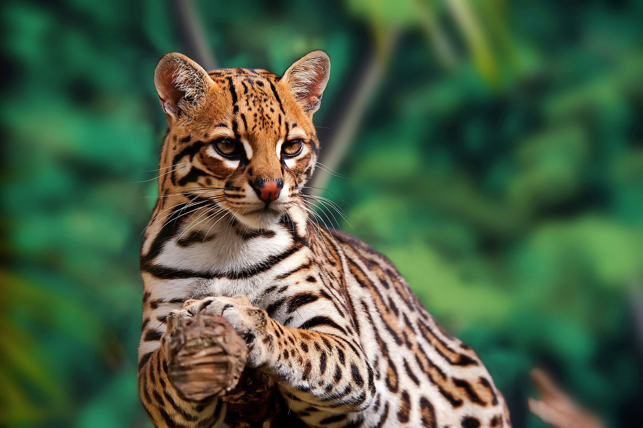 So sad': Texas zoo seizes coat made from endangered ocelots