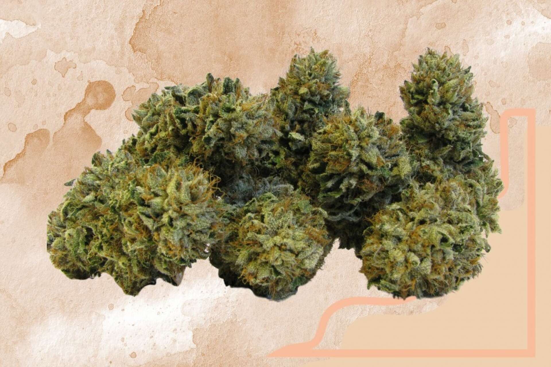 カーラ・クッシュ Bubba Kush strain—a dream of the nineties