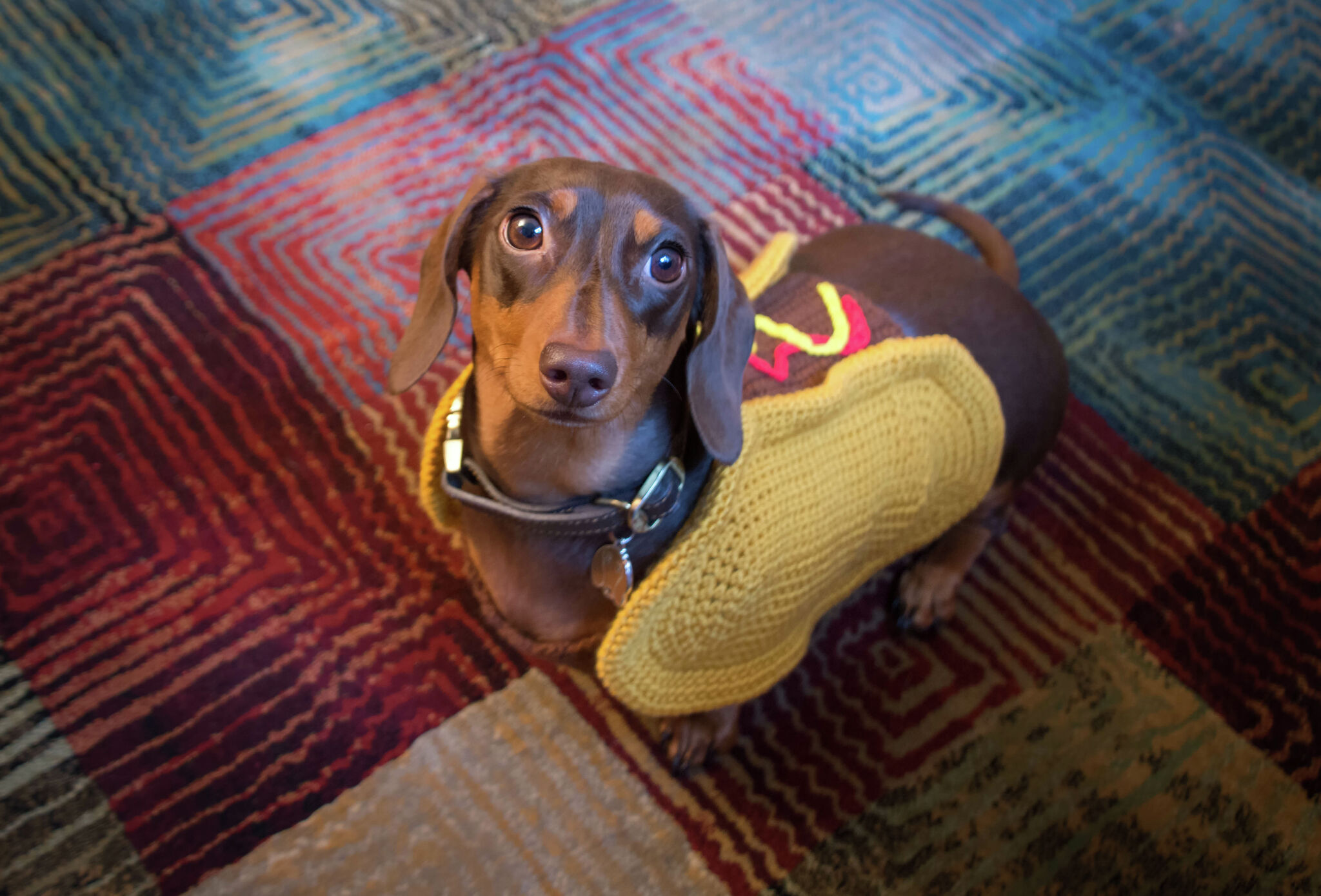 Dachshund on sale holiday sweater