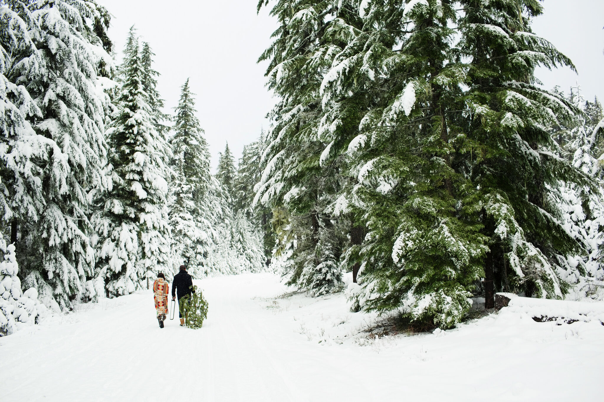 How to Cut Your Own Christmas Tree Down in a Forest
