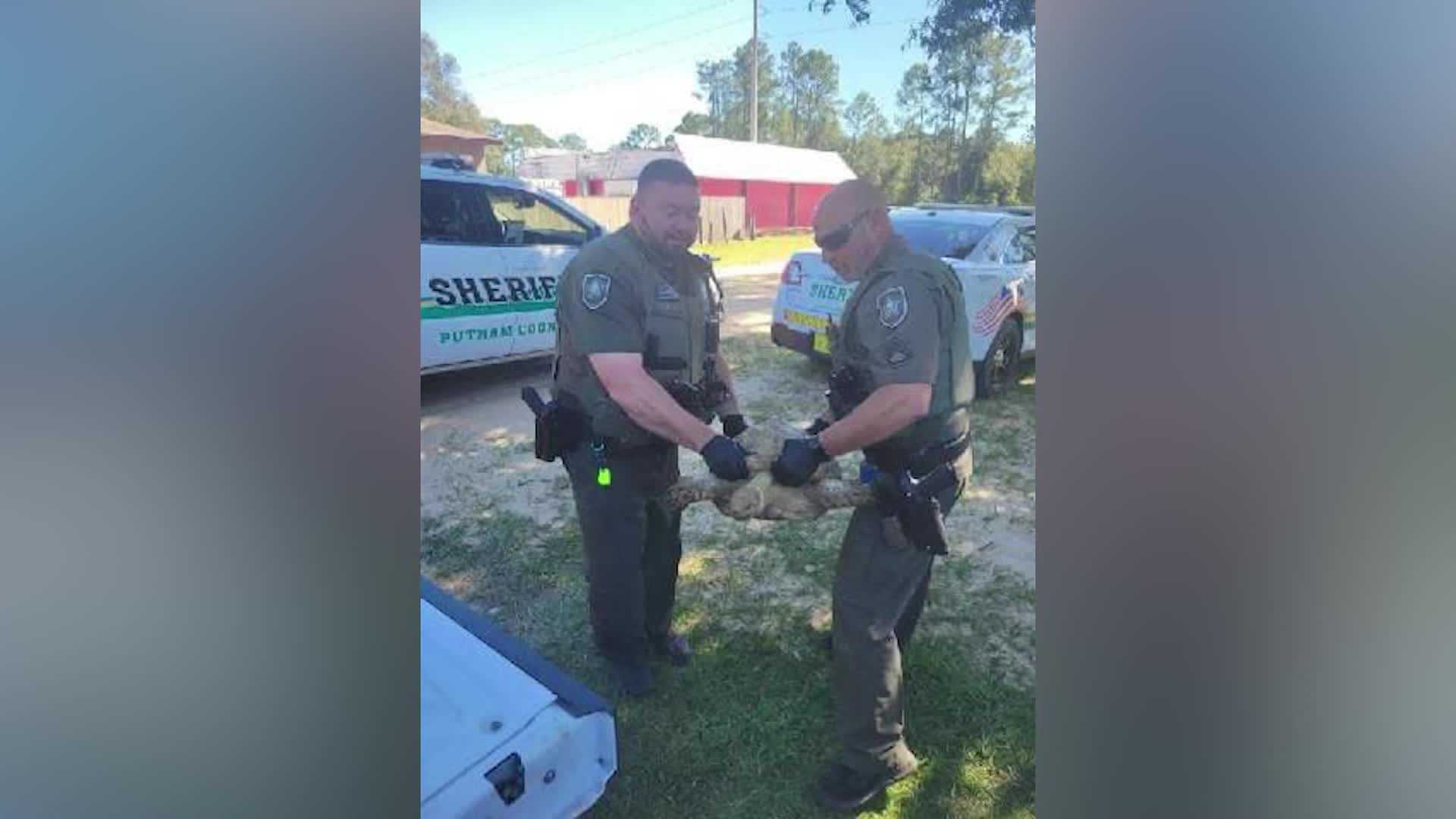 'Never Give Up Hope': Deputies Help Reunite African Tortoise With Her ...