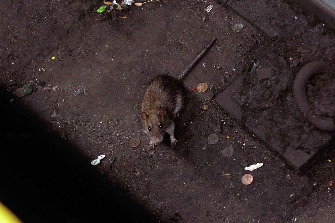 Houston ranks among top 20 U.S. cities with most rats