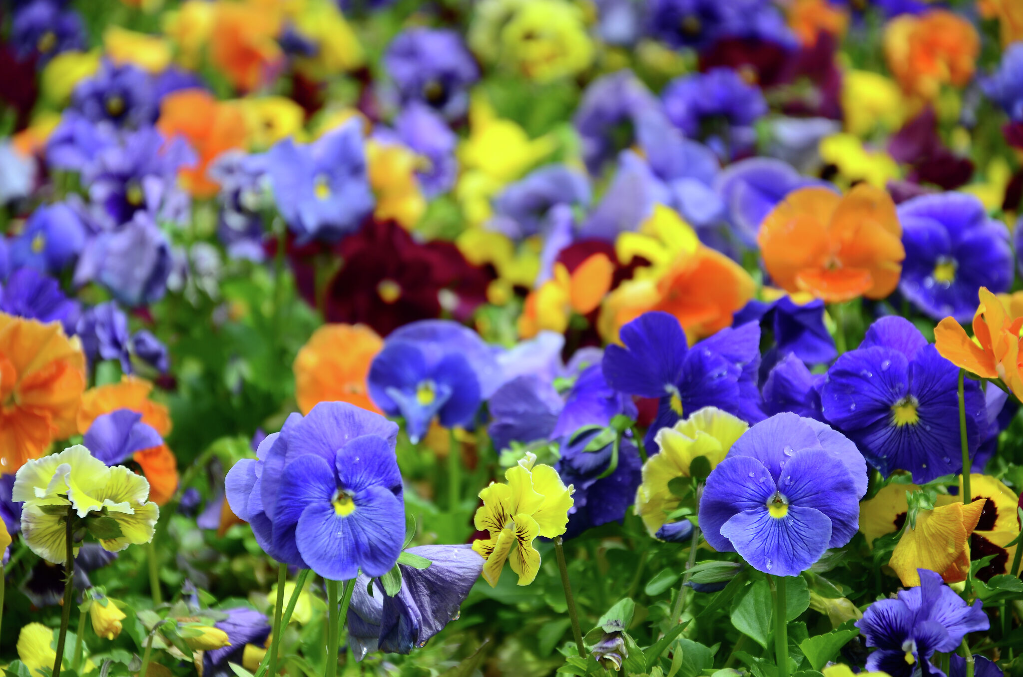 Add these cool weather annuals to your landscape