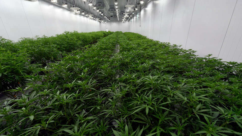 This Aug. 22, 2019 photo shows medical marijuana plants being grown before flowering during a media tour of the Curaleaf medical cannabis cultivation and processing facility in Ravena, N.Y.