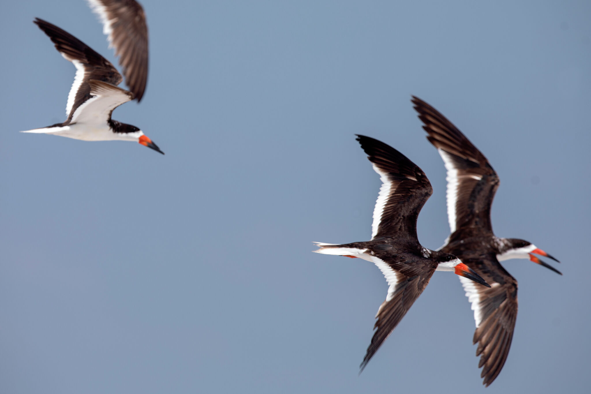 Bird flu found in Texas, parks and wildlife officials confirm