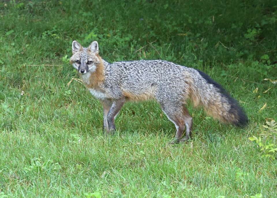 Graphitew Fox If you’ve seen CT’s rare gray fox, DEEP wants to hear about it