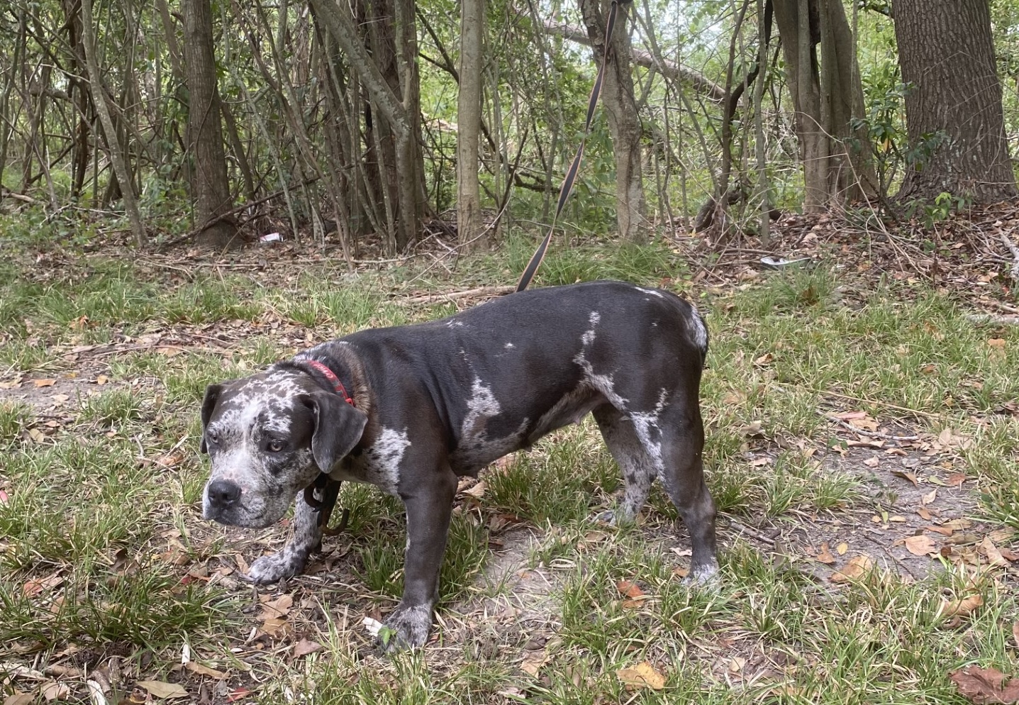 Beaumont Animal Care shelter rescues pit bull tied up in nearby woods