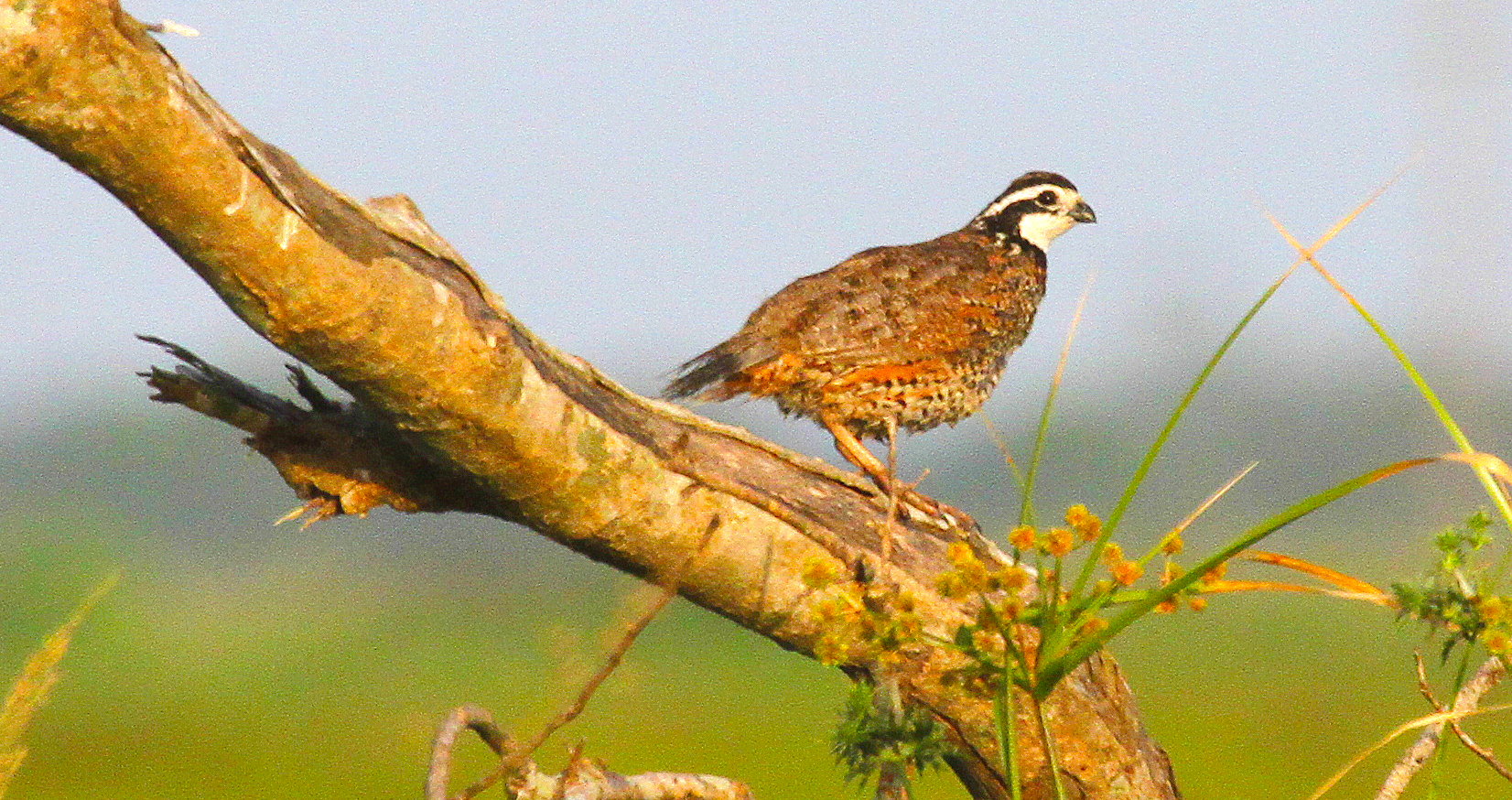 Quail hunting season: New survey shows strong Texas quail population